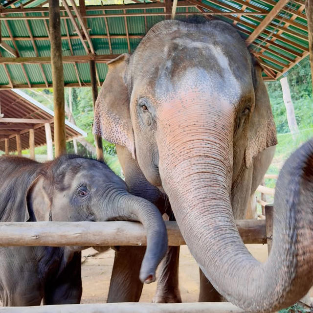 NUS College Impact Experience project (Alongside Elephants project)