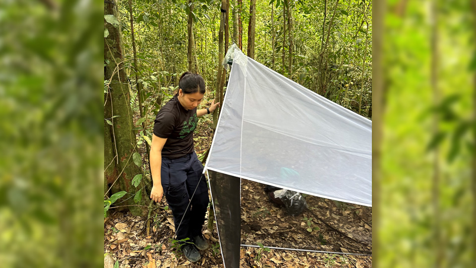 Contributing to the management and restoration of Singapore’s forests